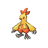combusken-pic