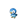 piplup-pic