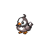 starly-pic