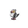 pidove-pic