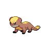 yungoos-pic